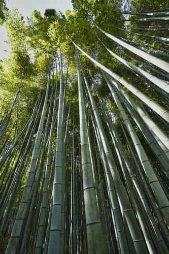 Future chopsticks...