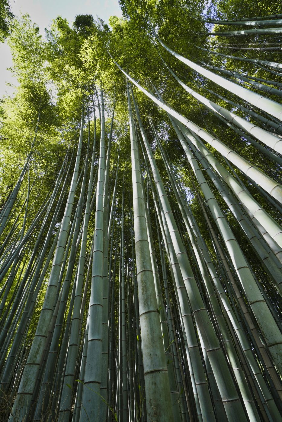 Future chopsticks..., Japan