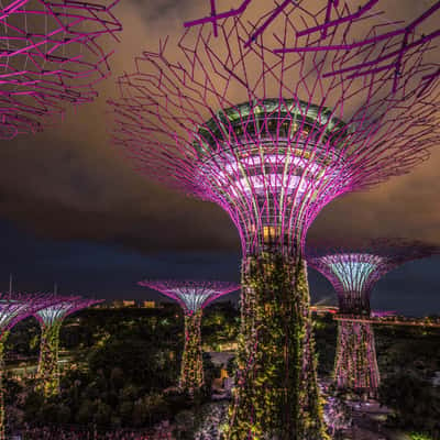 Gardens tree the Bay, Singapore