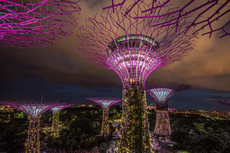 Gardens tree the Bay