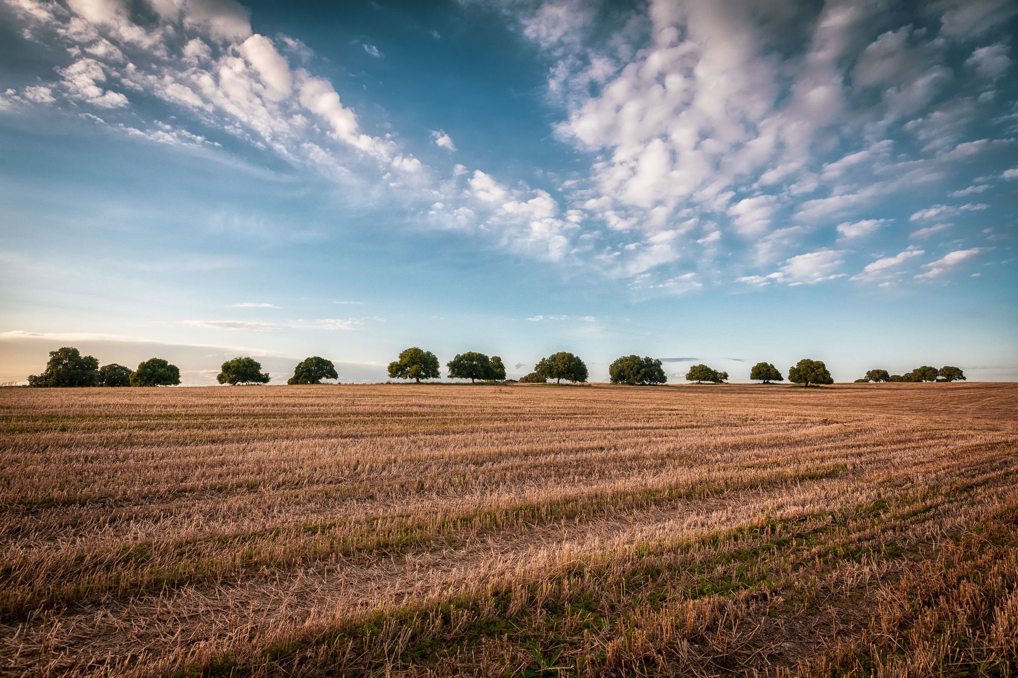 Glickson Oaks, Israel