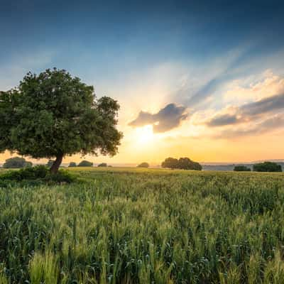 Glickson Oaks, Israel