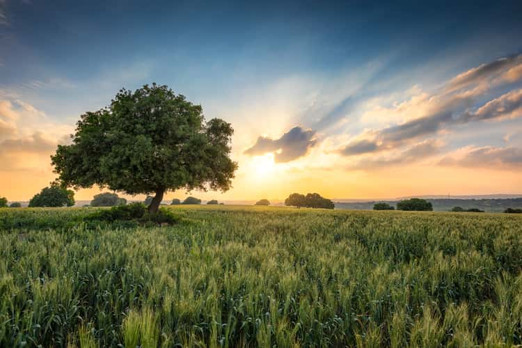 Glickson Oaks