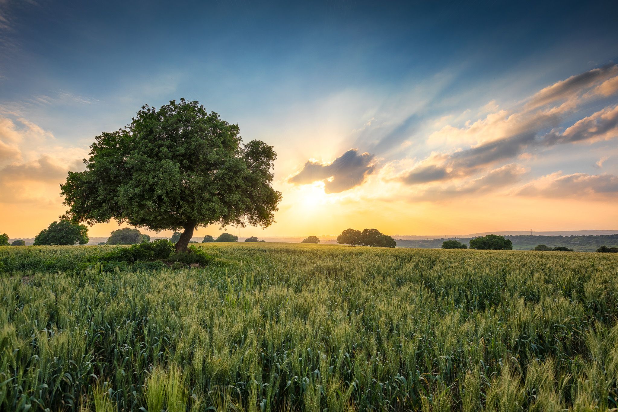 Glickson Oaks, Israel