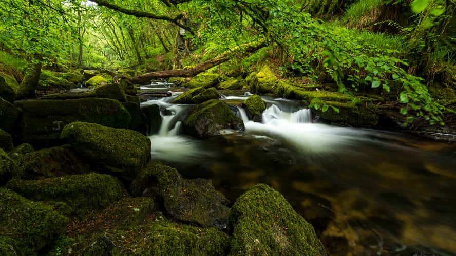 Golitha Falls