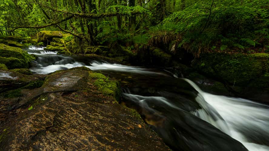 Golitha Falls