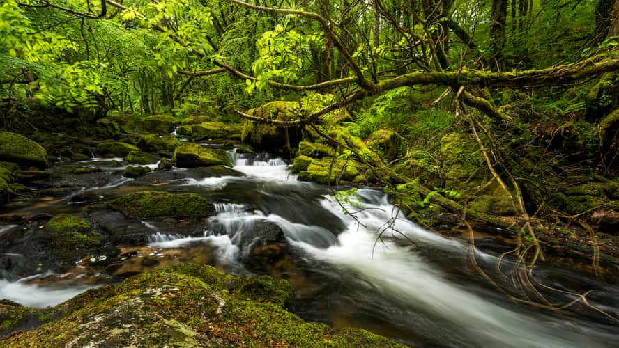 Golitha Falls