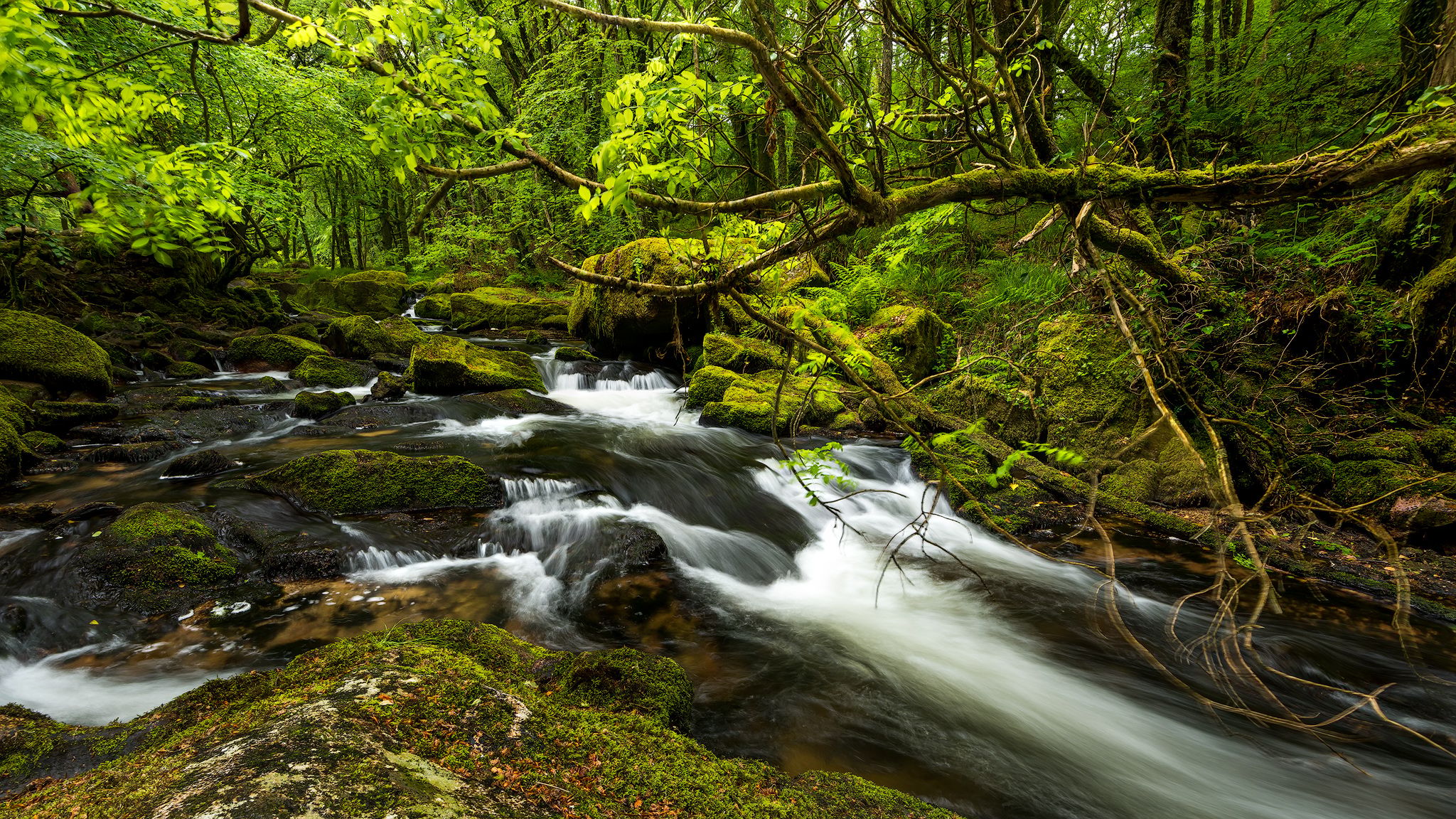 Golitha Falls, United Kingdom