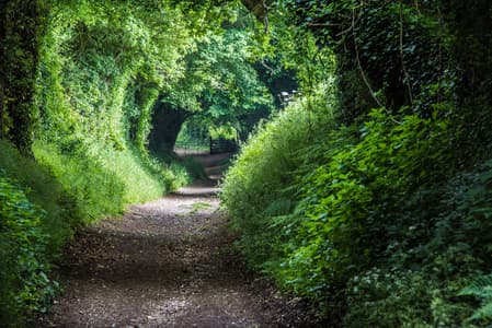 Halnaker Path