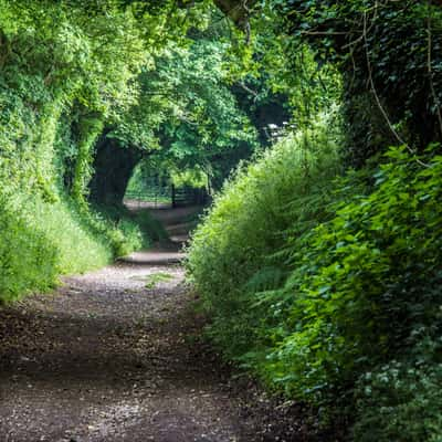 Halnaker Path, United Kingdom