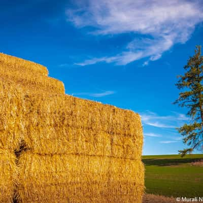 Hay & Tree, USA