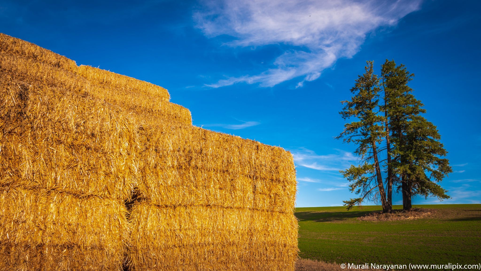 Hay & Tree, USA