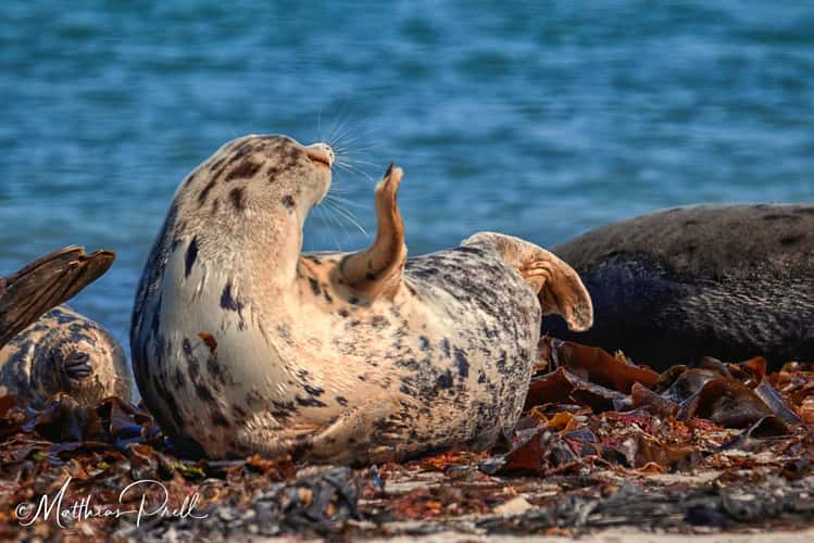 Helgoland Düne