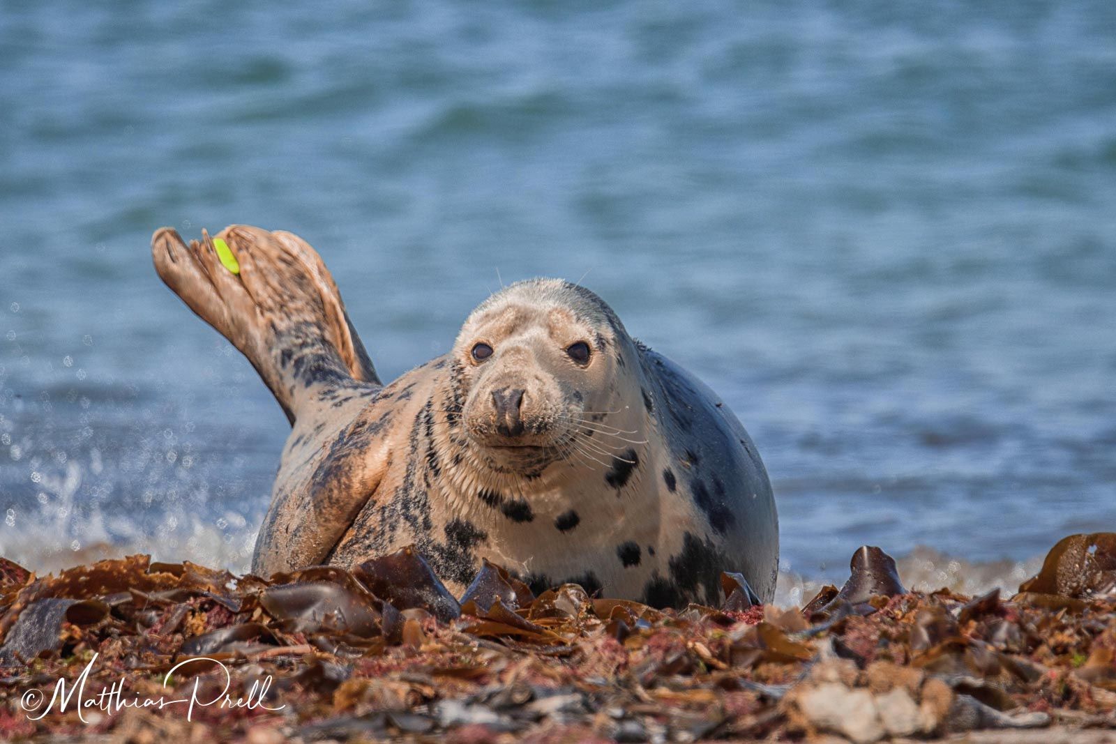 Helgoland Düne, Germany