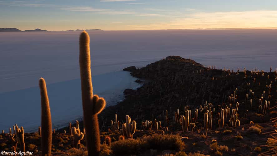 Incahuasi , cactus light