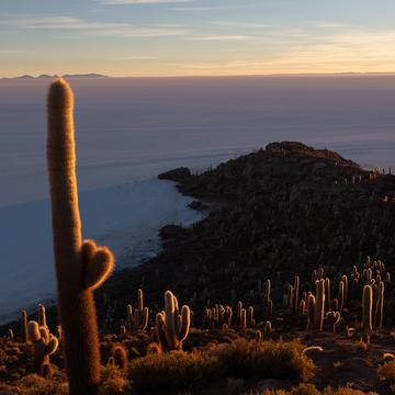 Incahuasi , cactus light, Bolivia