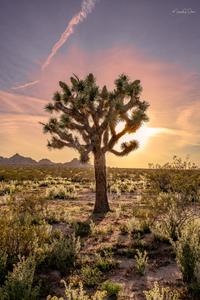 Joshua tree in the desert
