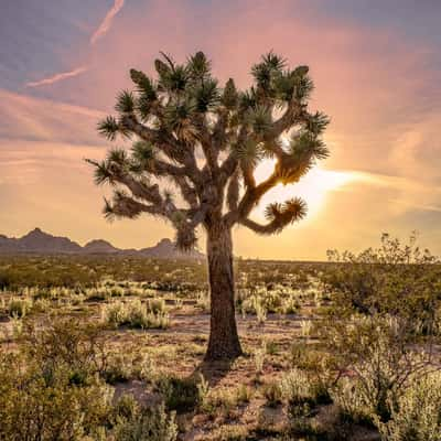 Joshua tree in the desert, USA