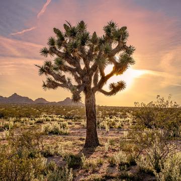 Joshua tree in the desert, USA