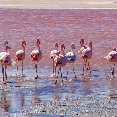 Laguna Colorada, Bolivia