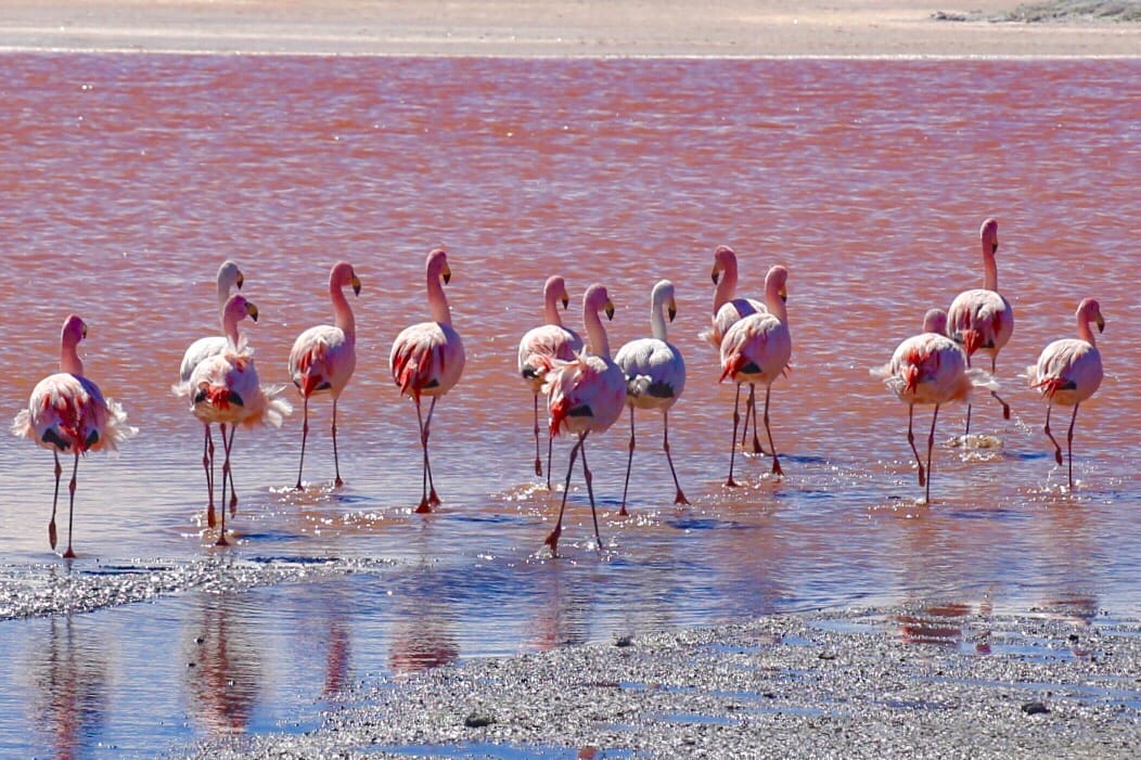 Laguna Colorada, Bolivia