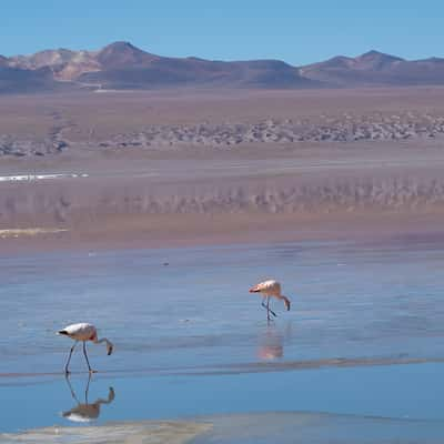 Laguna colorada, Bolivia