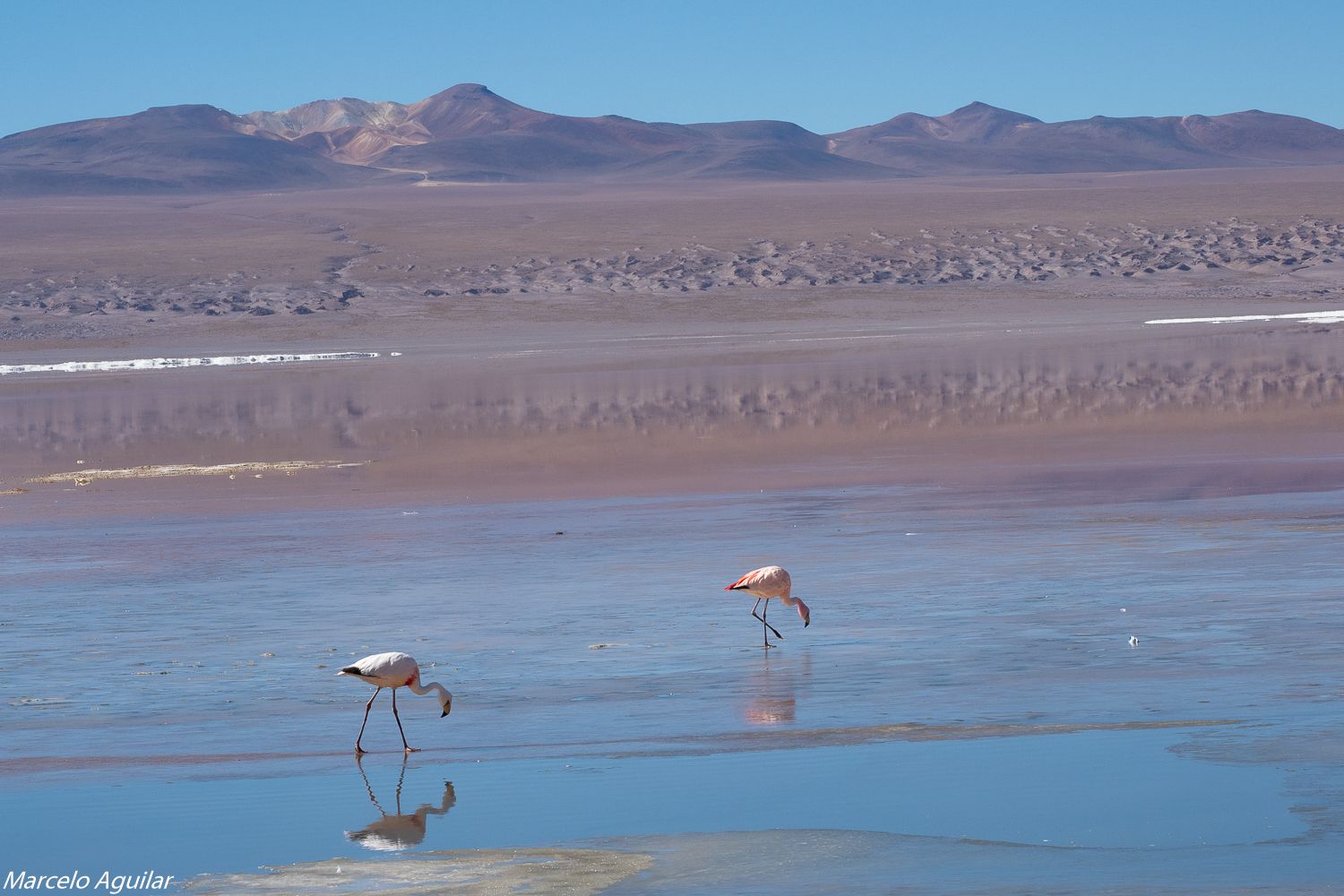 Laguna colorada, Bolivia