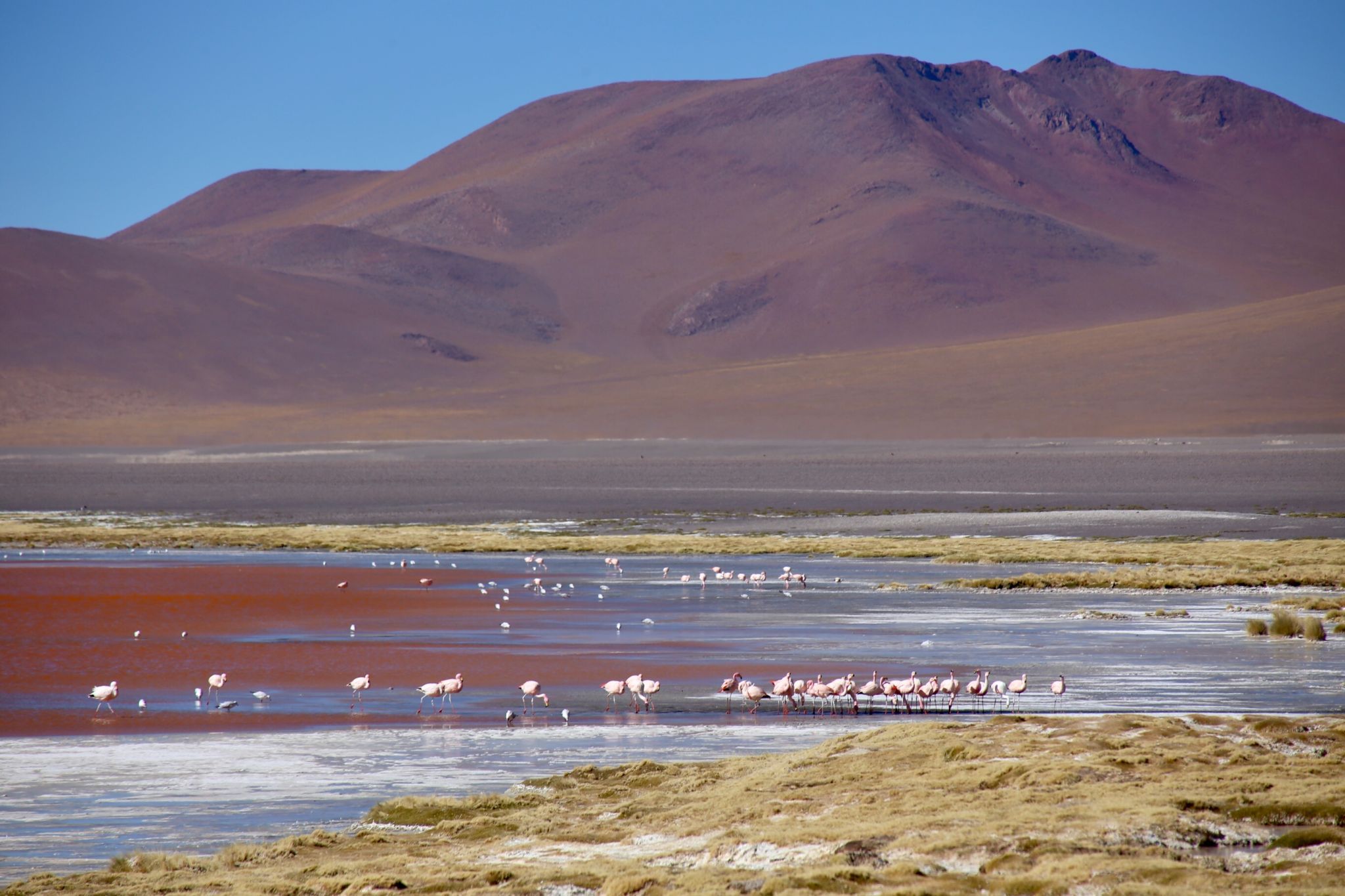 Laguna Colorada, Bolivia