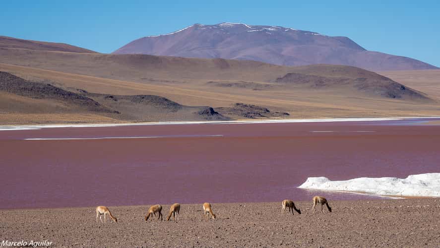 Laguna colorada et vicunas