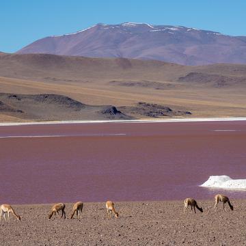 Laguna colorada et vicunas, Bolivia