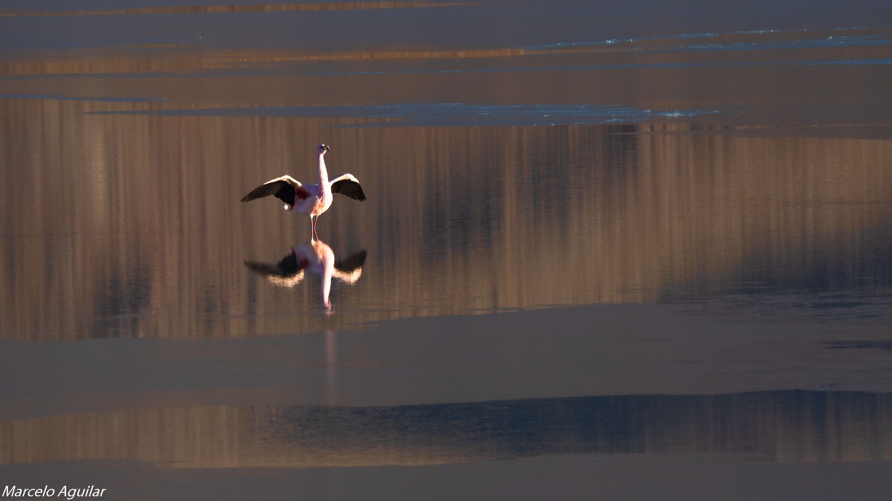 Laguna Hedionda at sunrise, Bolivia