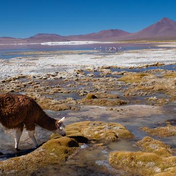 LLama en laguna colorada, Bolivia