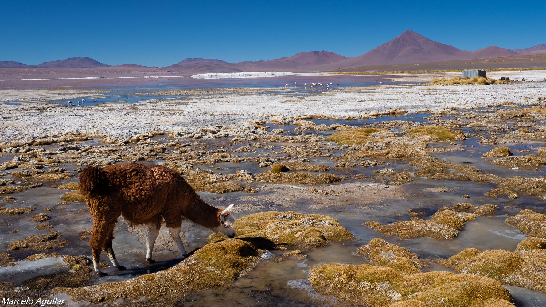 LLama en laguna colorada, Bolivia