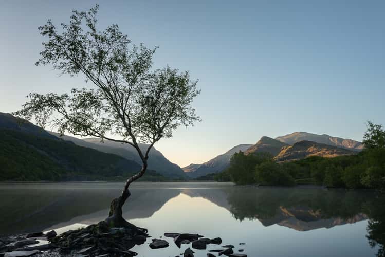 Lonely Tree Llanberis