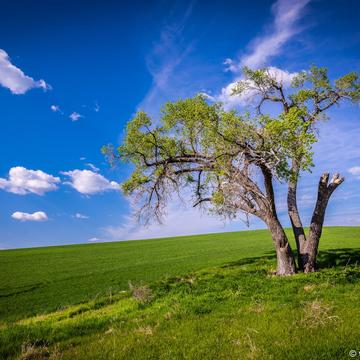 Palouse Lonely Tree, USA