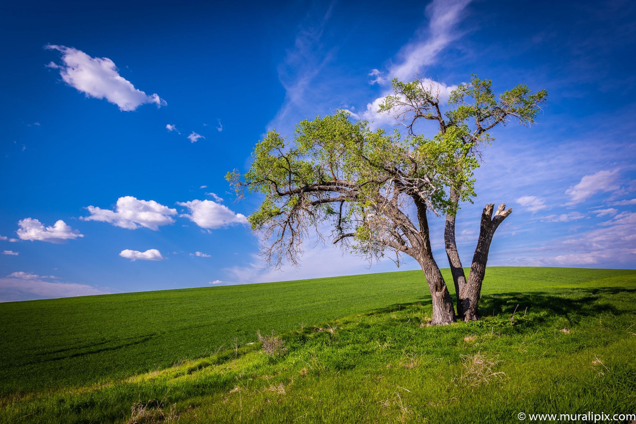 Palouse Lonely Tree, USA