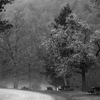 Picnic Area in Cook Forest, USA