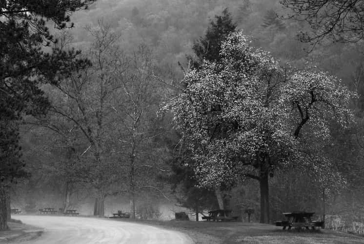 Picnic Area in Cook Forest