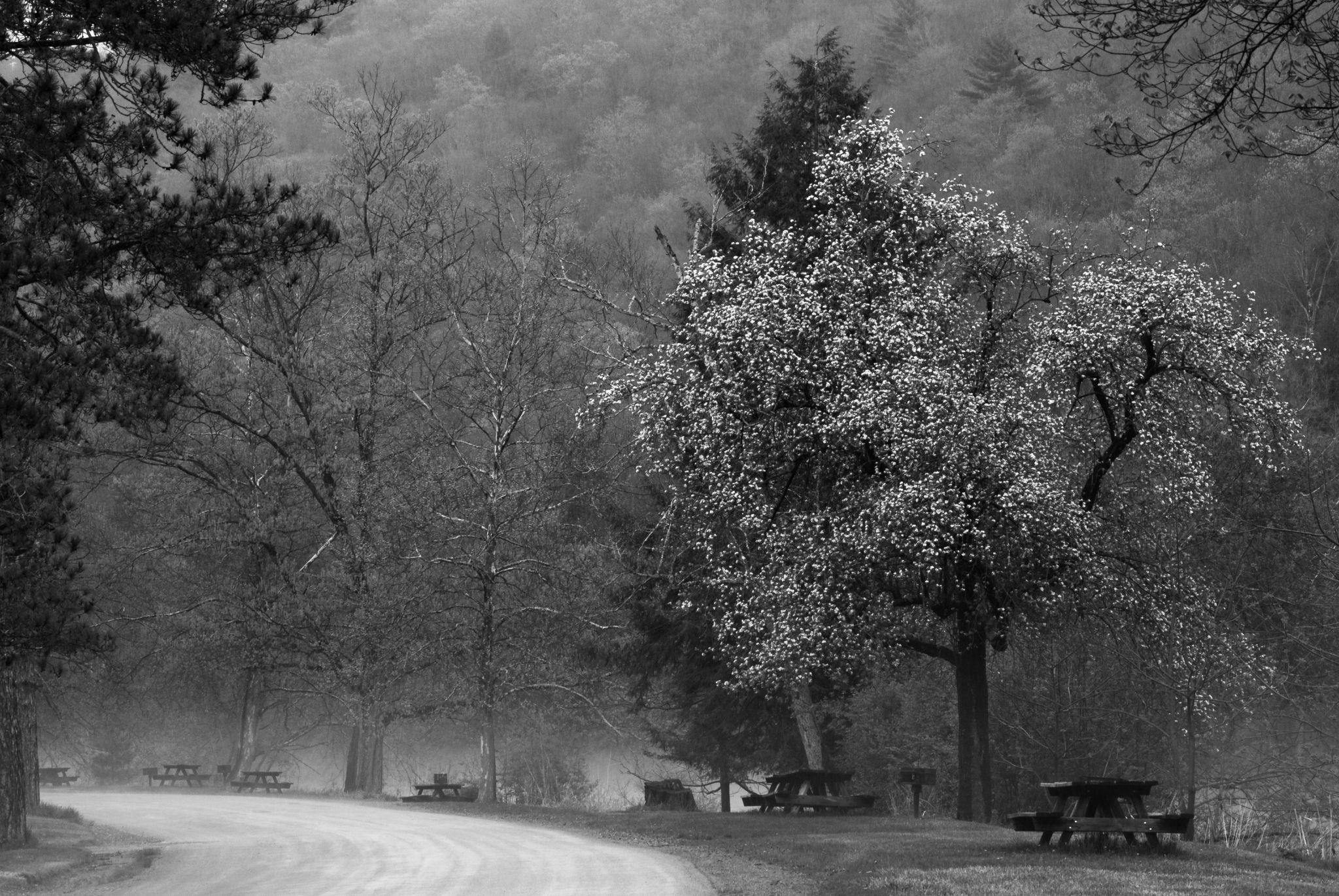 Picnic Area in Cook Forest, USA