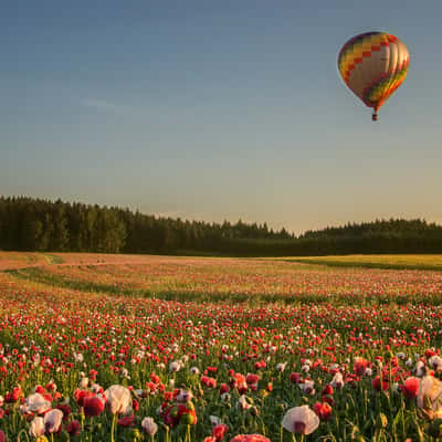 Poppy field Armschlag, Austria