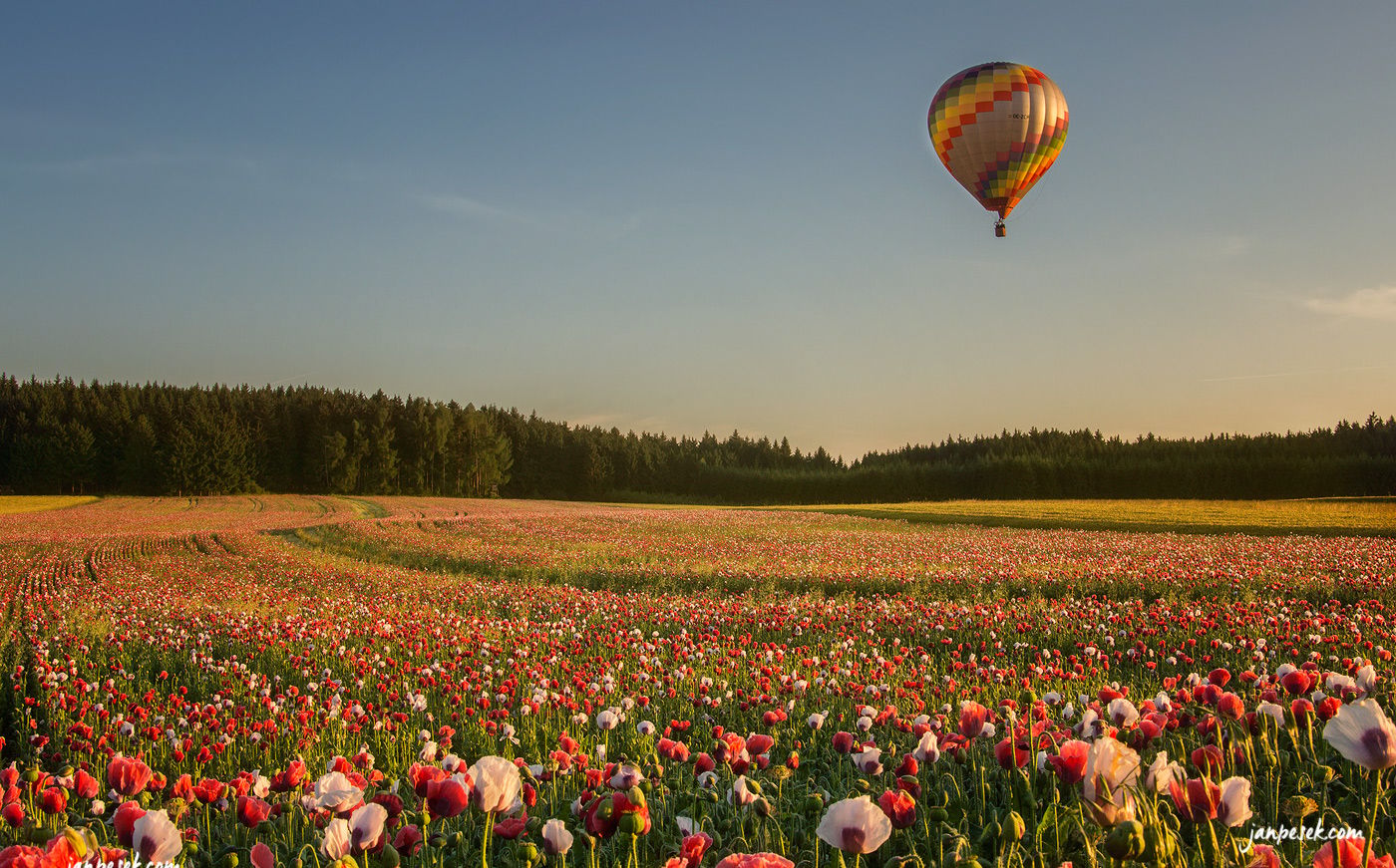 Poppy field Armschlag, Austria