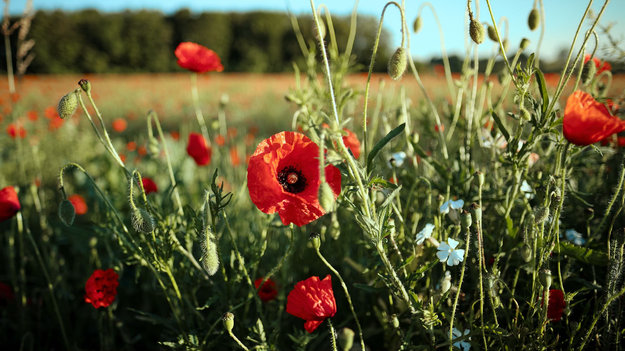 Poppyfield in Aachen, Germany