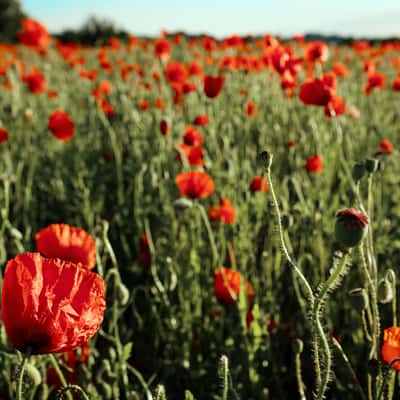 Poppyfield in Aachen, Germany