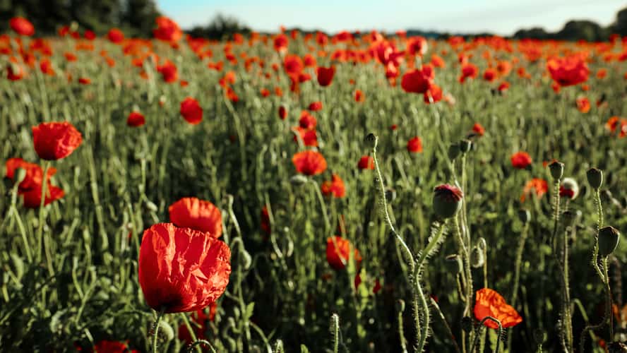 Poppyfield in Aachen