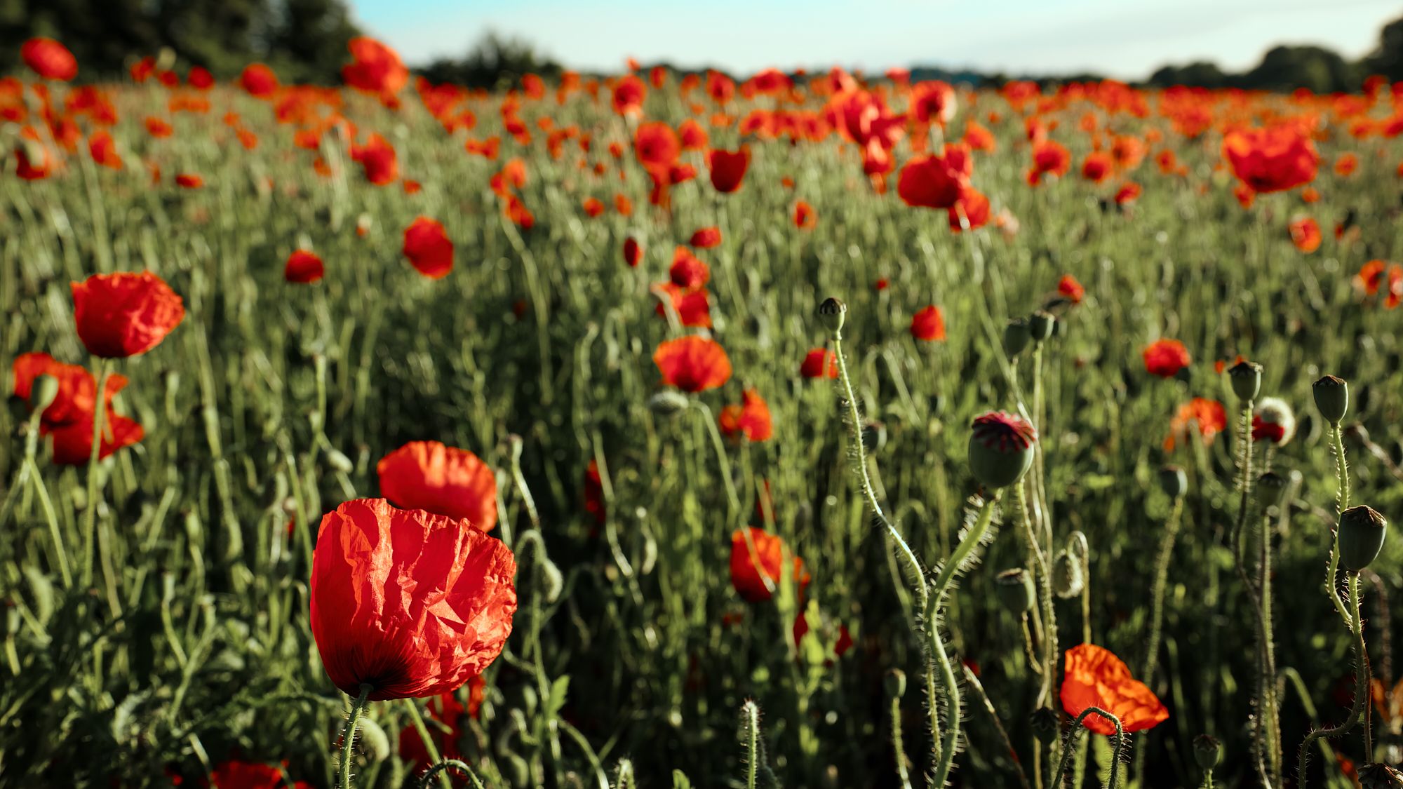Poppyfield in Aachen, Germany