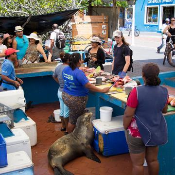 Puerto Ayora fish market, Ecuador