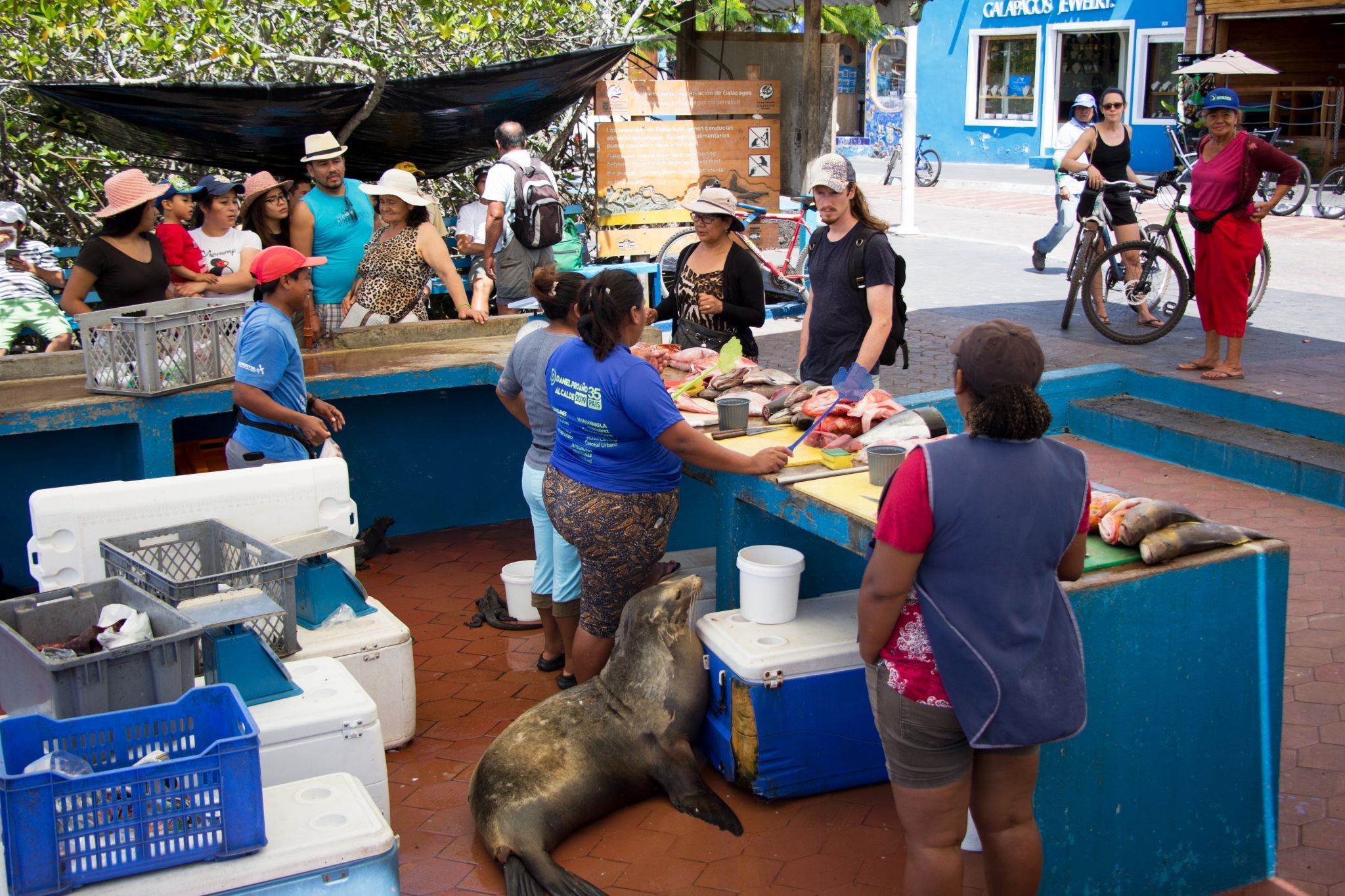 Puerto Ayora fish market, Ecuador