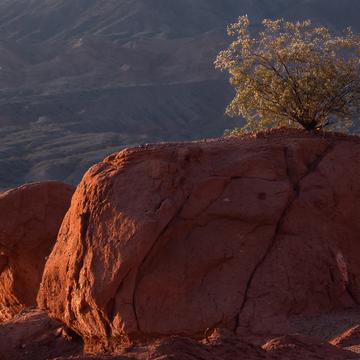 Rock and tree in las conchas, Argentina