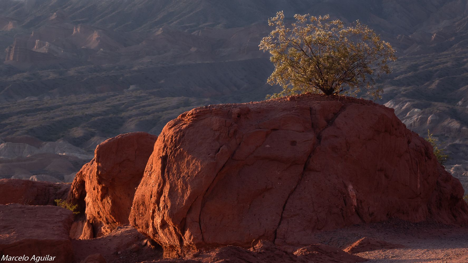 Rock and tree in las conchas, Argentina