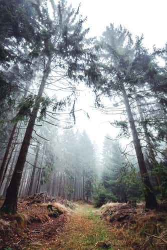 Sandplacken Feldberg Taunus